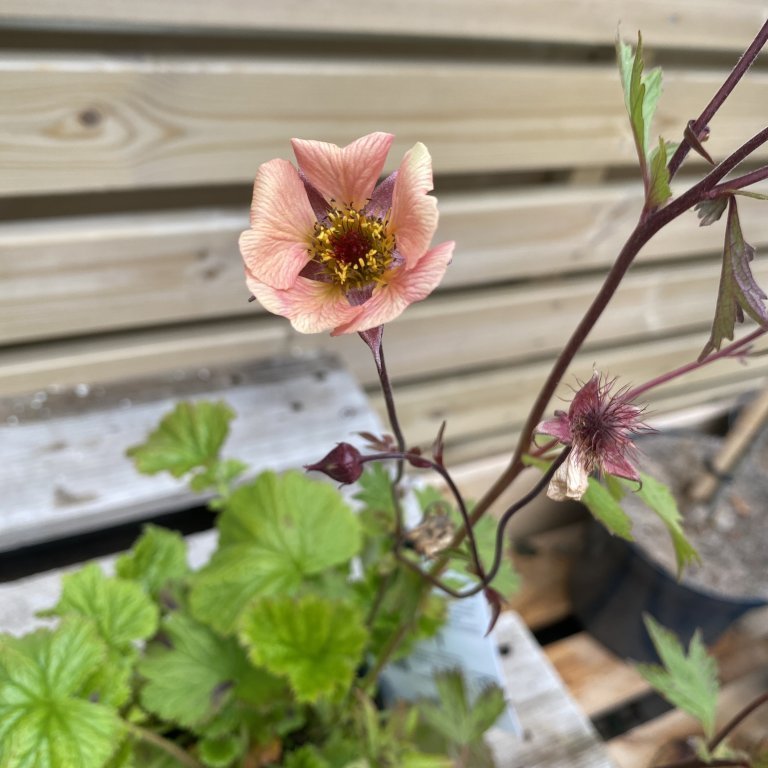 Fjalldalafífill - Geum