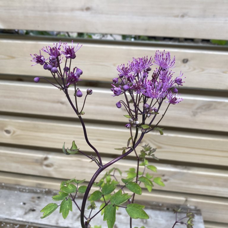 Freyjugras - Thalictrum aquilegiifolium
