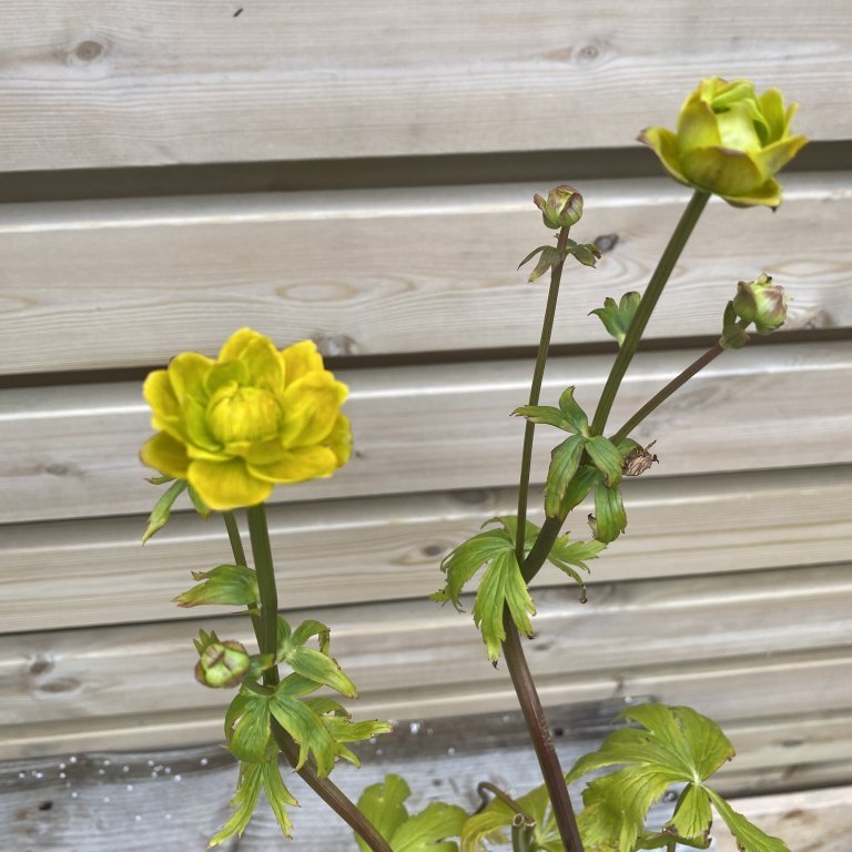 Gullhnappur - Trollius chinensis