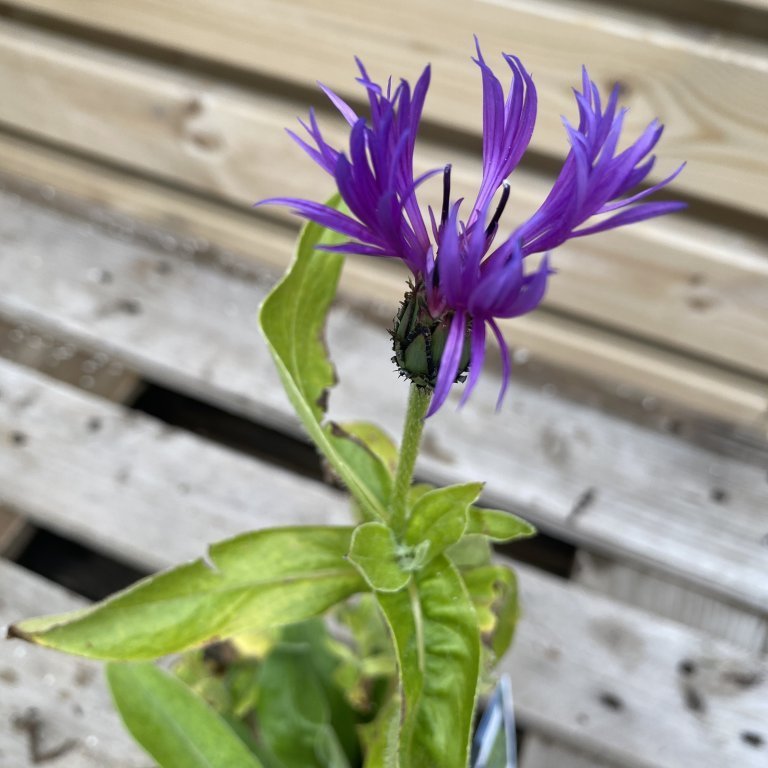 Kornblóm - Centaurea montana