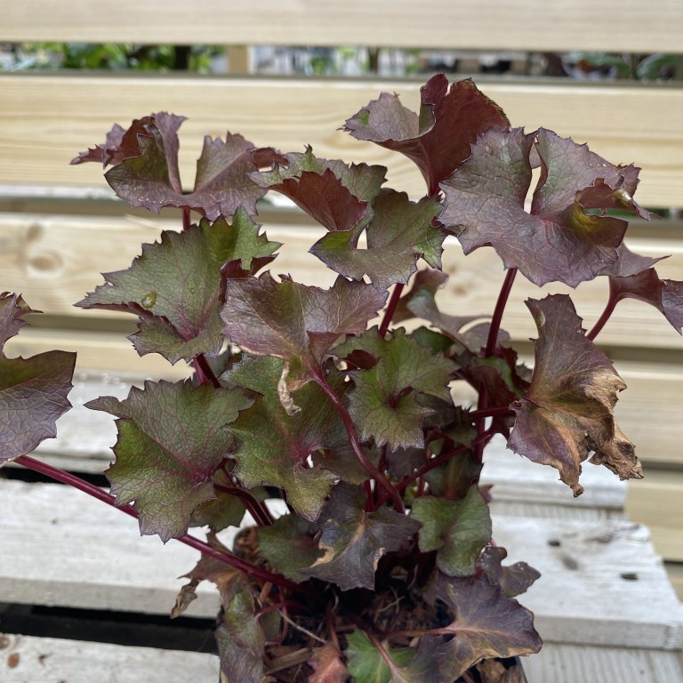 Meyjarskjöldur - Ligularia dentata