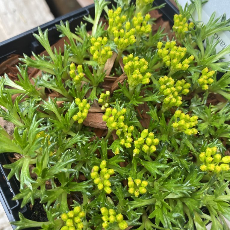 Nálapúði - Azorella Trifurcata