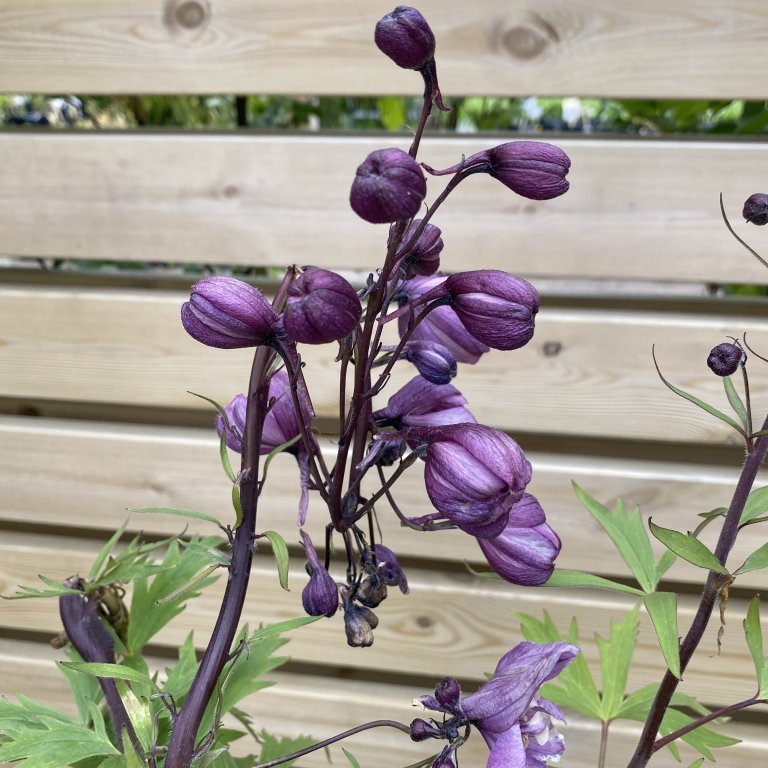 Riddaraspori - Delphinium Pacific