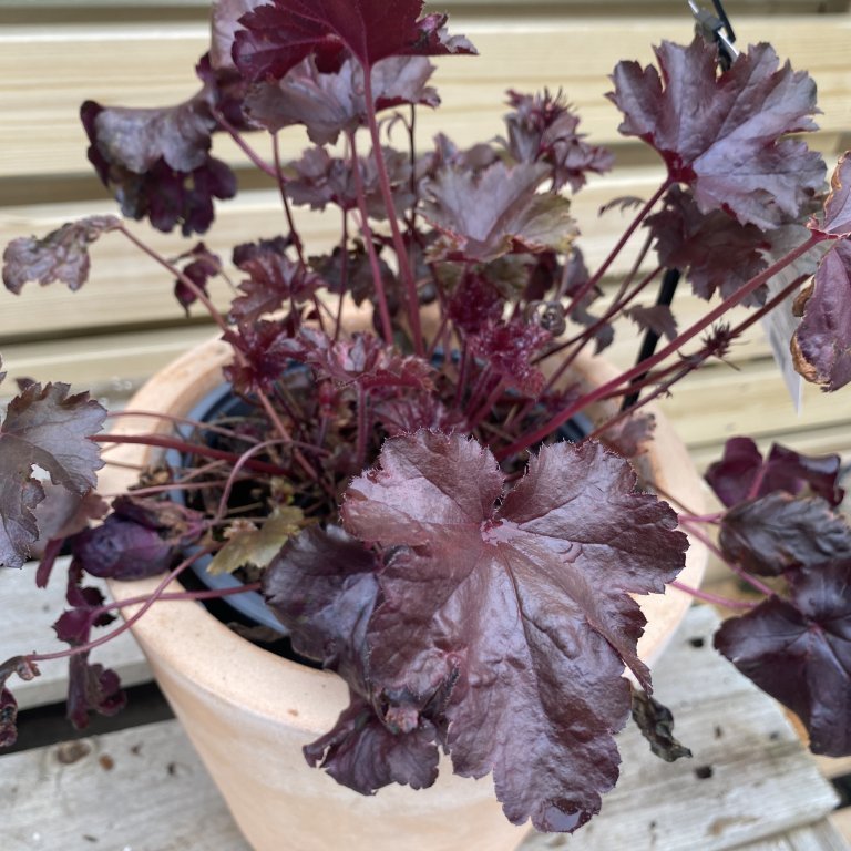 Roðablóm - Heuchera´Black Pearl´