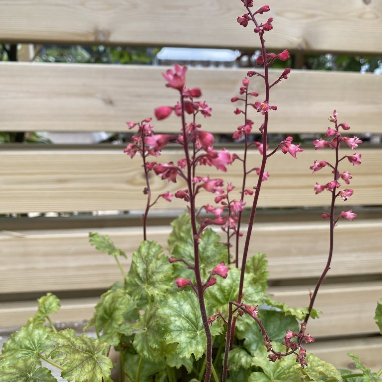 Roðablóm - Heuchera´Paris´