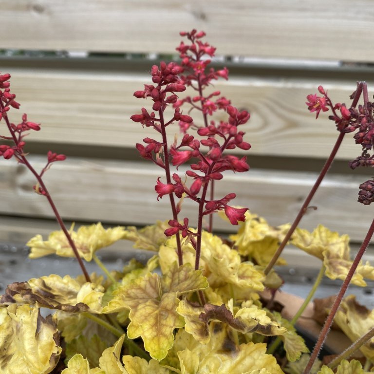 Roðablóm - Heuchera x cult.