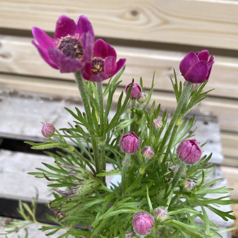 Skógarsnotra - Anemone multifida