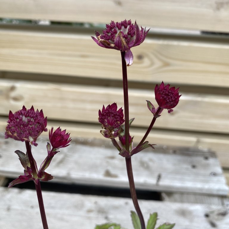 Sveipstjarna - Astrantia hybrid