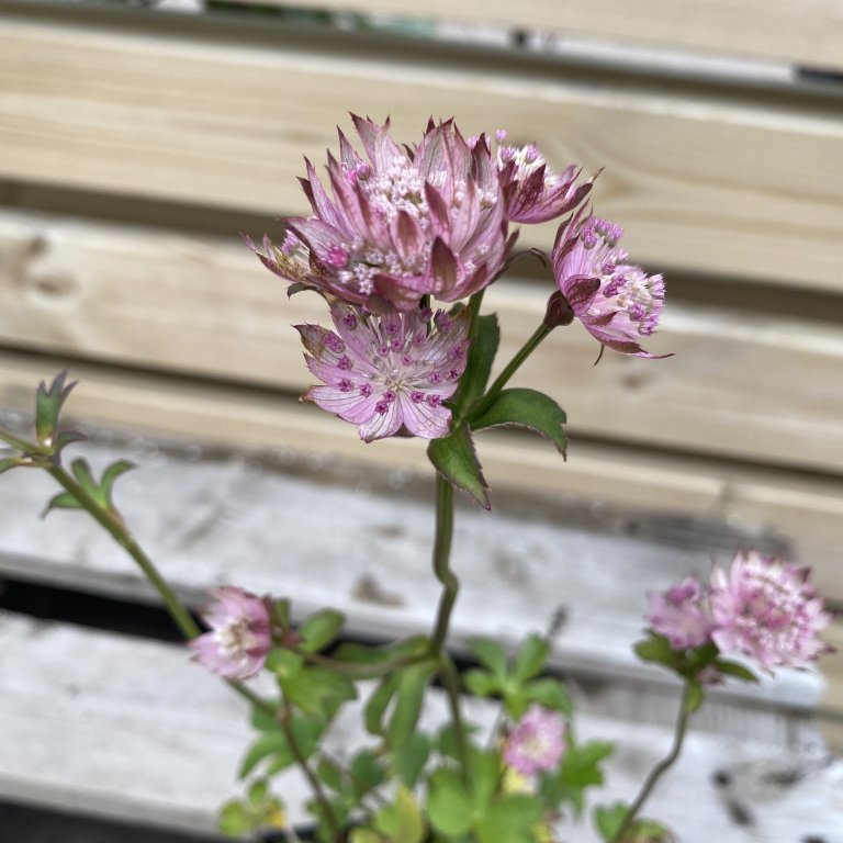 Sveipstjarna - Astrantia Major
