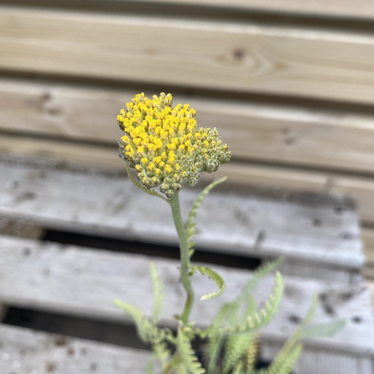 Vallhumall - Achillea hybrid