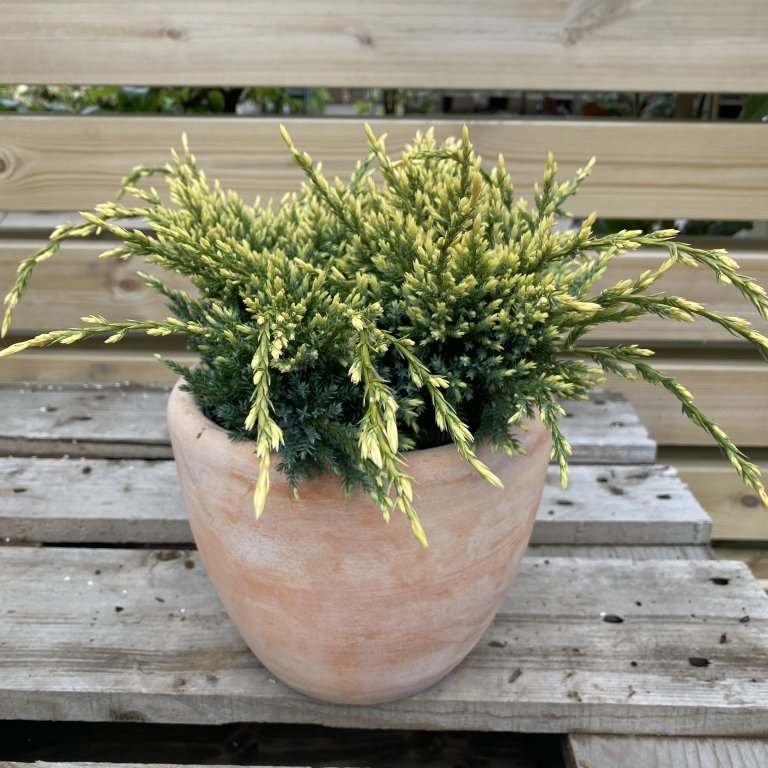 Himalajaeinir ´Holger´