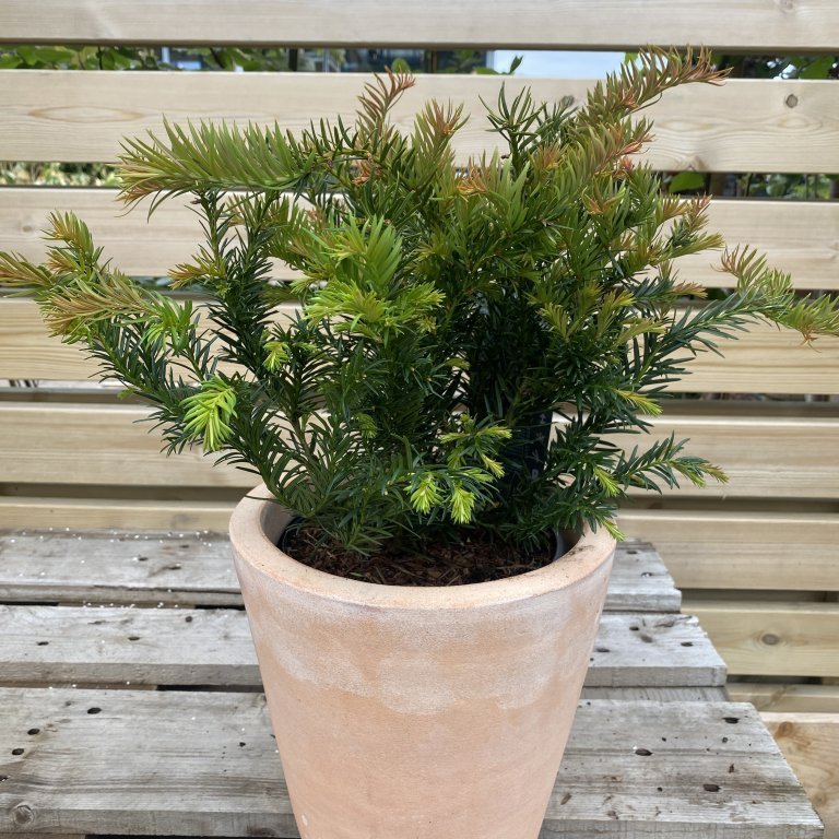 Ýviður´Repandens´