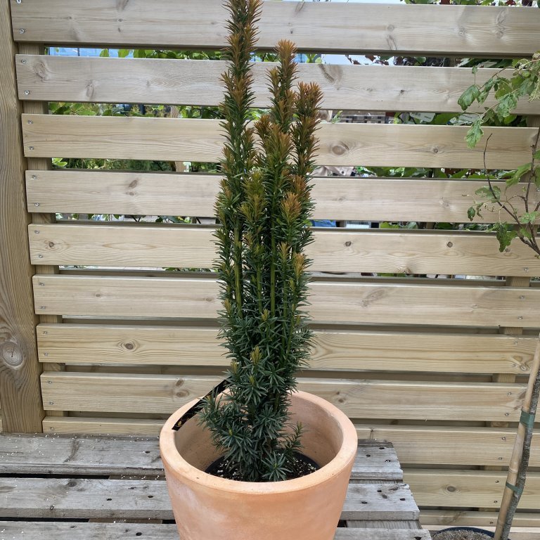 Ýviður ´Fastigiata Robusta´