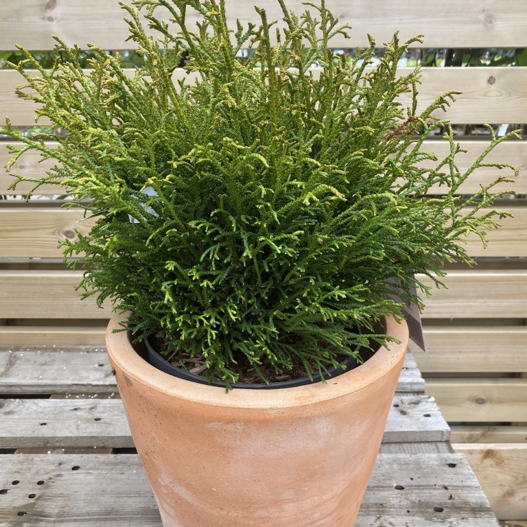 Dvergvaxlífviður ´Nana´