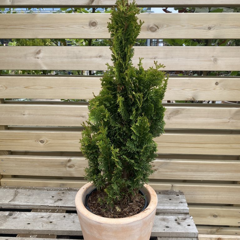 Kanadalífviður ´Degroot Spire´