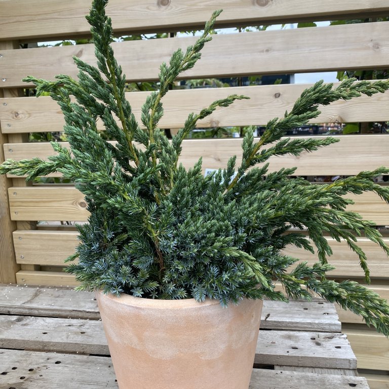 Himalajaeinir ´Meyeri´