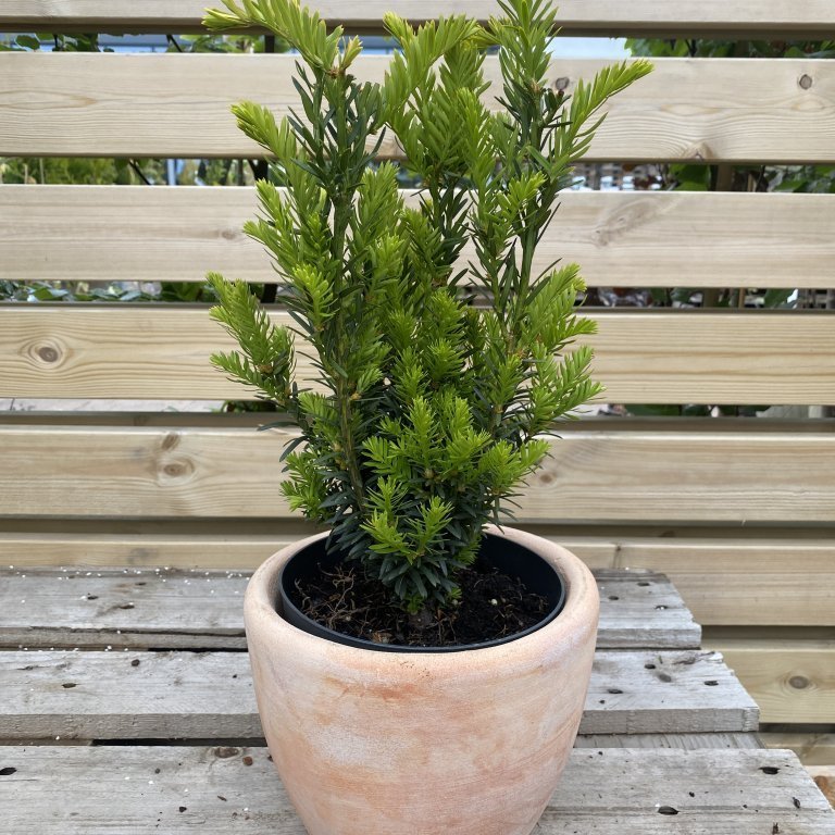 Garðaýr ´Hillii´