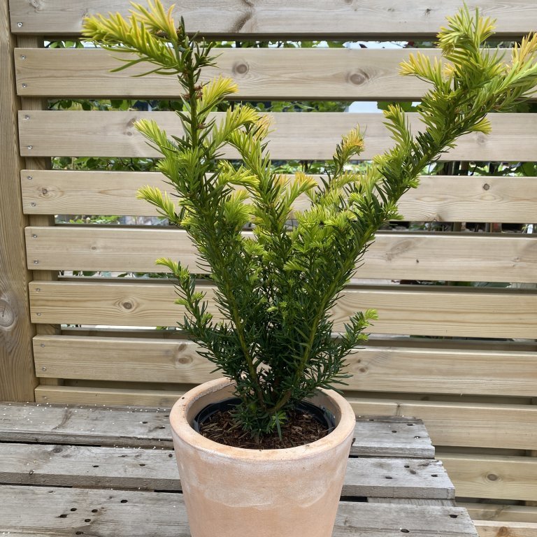 Garðaýr ´Farmen´