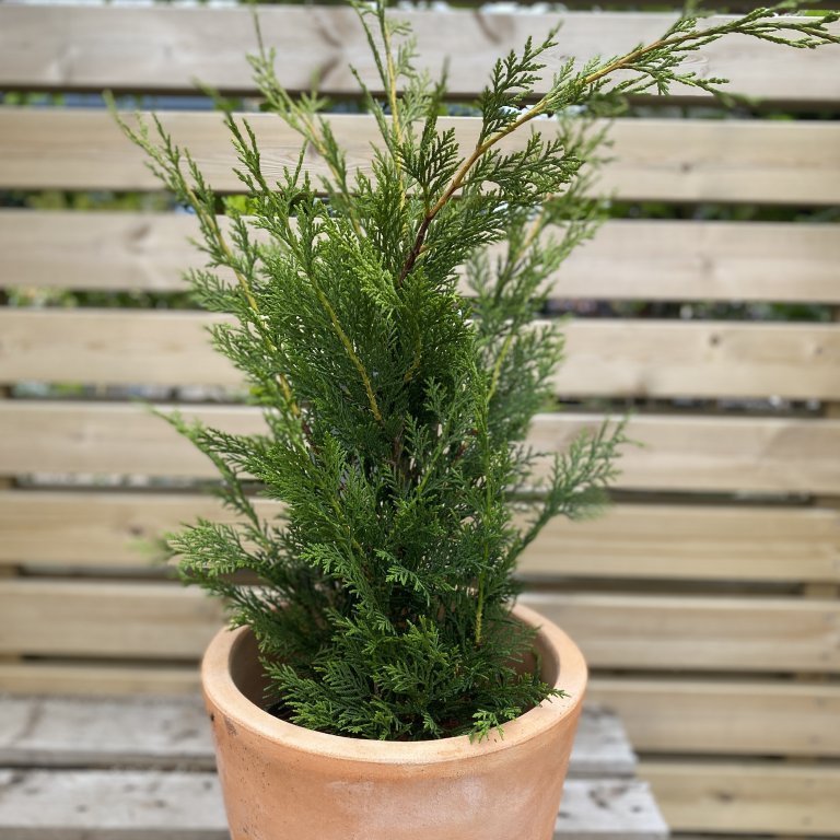 Venslasýprus - Cupressocyparis leylandii