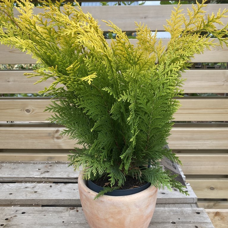 Fagursýprus ´Ivonne´