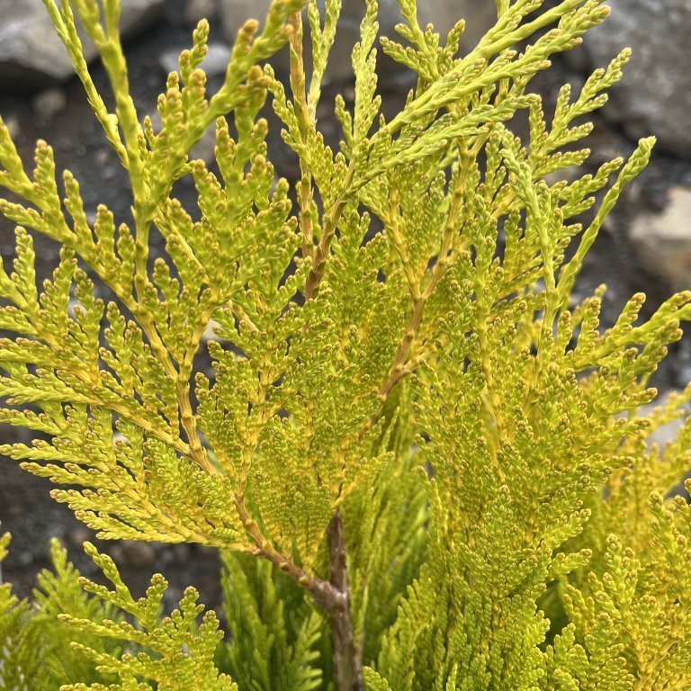 Risalífviður ´4ever Goldy´