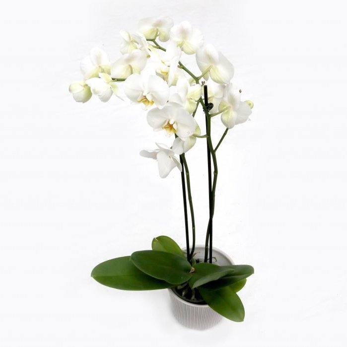 Orkidea tveggja stöngla - hvít