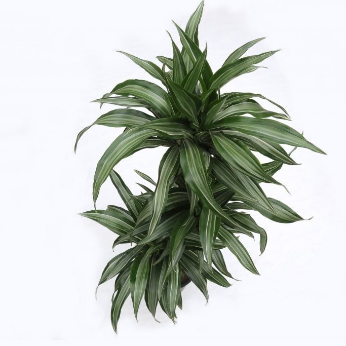 Drekatré - Randadreki