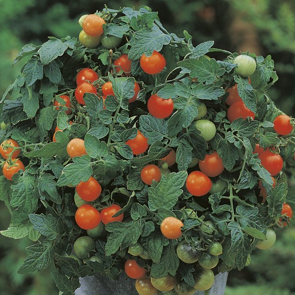 Tómatar - Garden Pearl