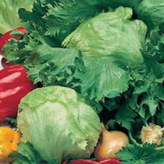 Íssalat - Iceberg 4