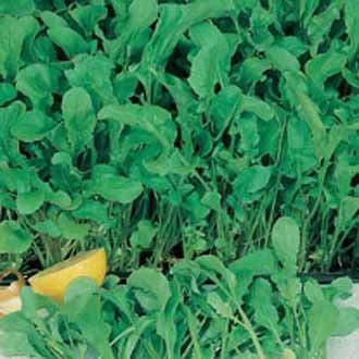 Klettasalat - Organically grown seed