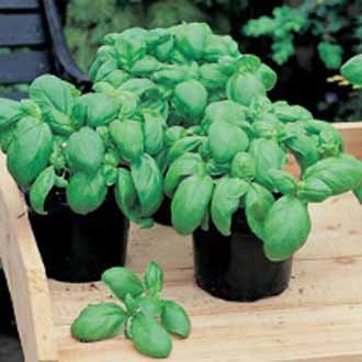 Basilíka - Sweet (Johnsons)