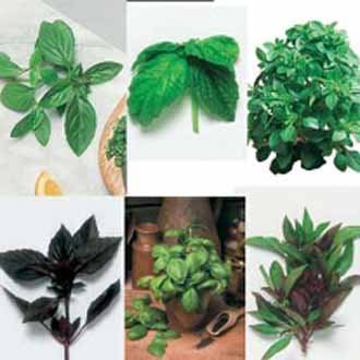 Basilíka - Collection