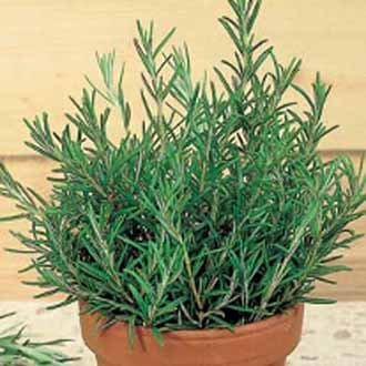 Rósmarín - Rosemary