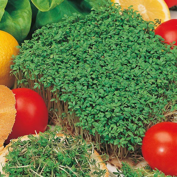 Karsi smálauf (Mr. Fothergill´s)