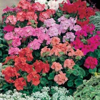 Mánabrúður - Pelagonia