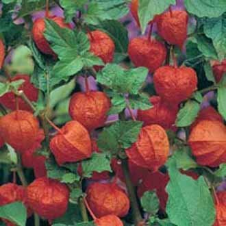 Blöðruber - Chinese Lanterns Physalis