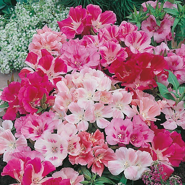 Meyjarblómi - Godetia Dwarf