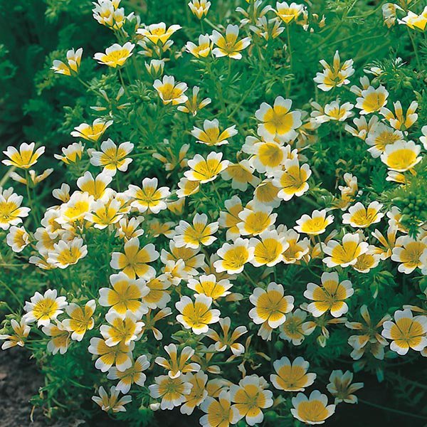 Eggjablóm - Limnanthes douglasii