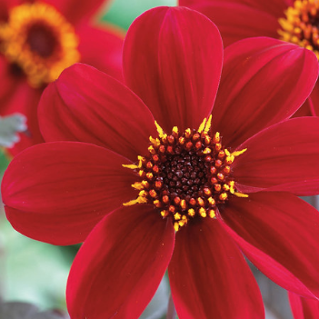 Dahlia - Happy Single Romeo, 1 stk