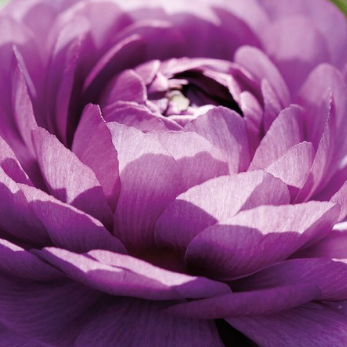 Ranunculus - Purple, 10 stk