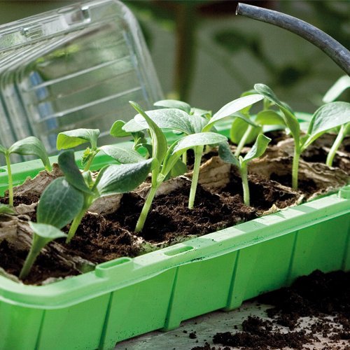 Sáðbakki með loki