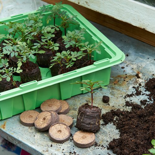 Sáðbakki með loki