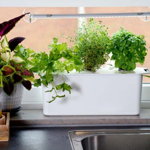 Harvy 3 vatnsræktunarkassi