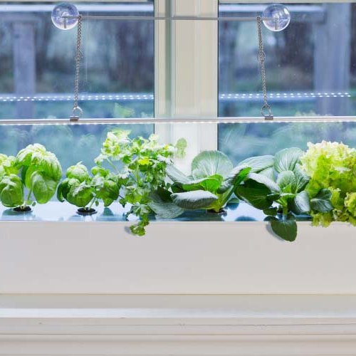 Harvy 6 vatnsræktunarkassi hvítur