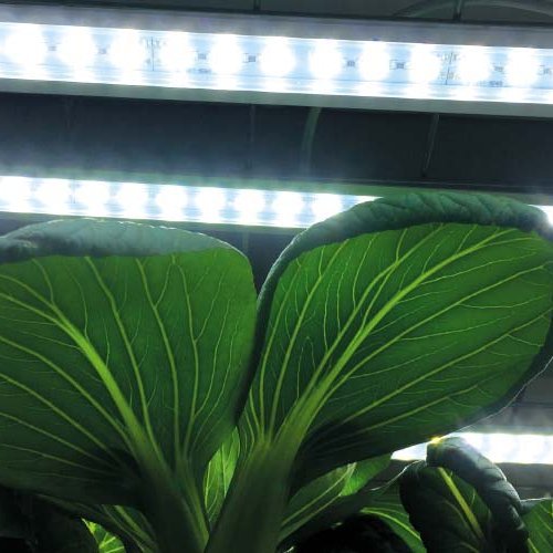 Plöntuljós LED  Nr1, 15W 60cm