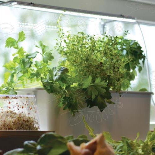 Framlengingar kapall