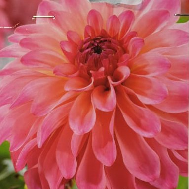 Dahlia - Belfloor, 1 stk