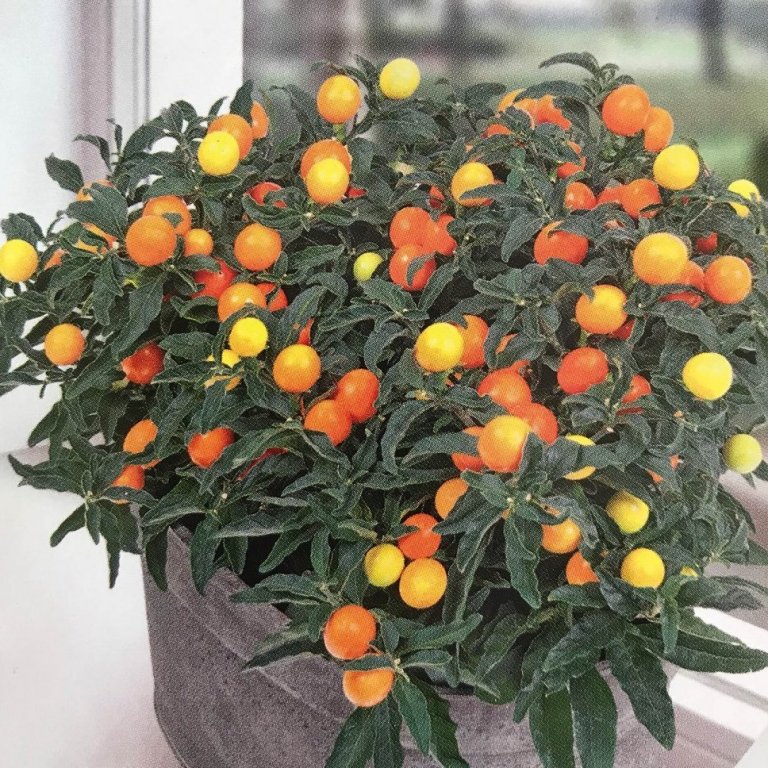 Solanum New Paterson