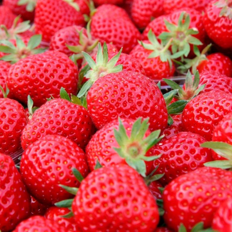 Fragaria Senga sengana jarðarberjaplanta