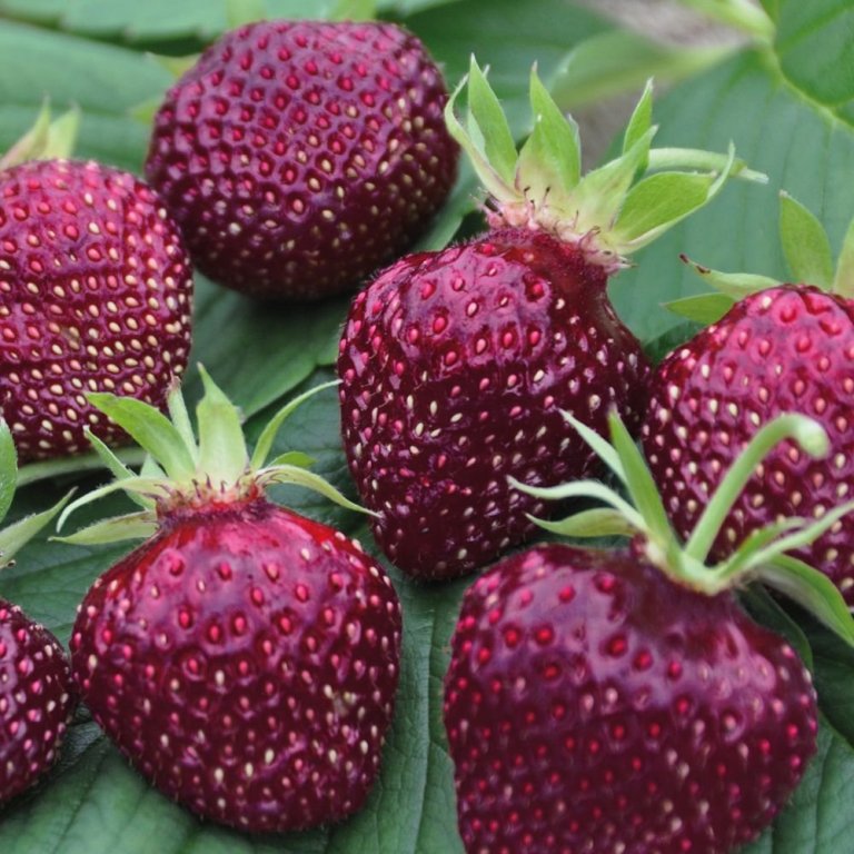 Fragaria Cherryberry jarðarberjaplanta